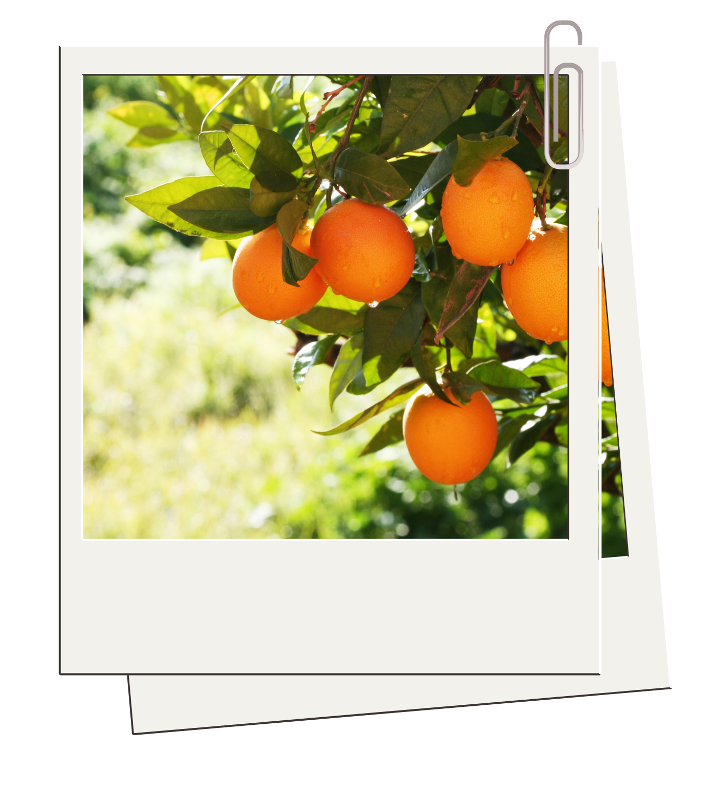Fresh oranges